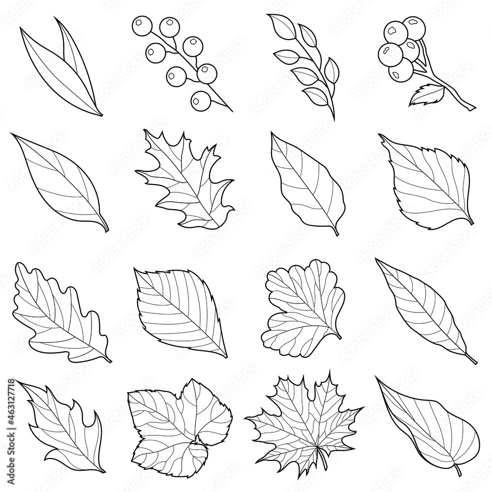 Autumn leaves set black and white. Linear drawing.Coloring book antistress for children and adults. Illustration isolated on white background.Zen-tangle style. Hand draw