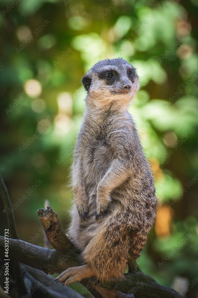 Obraz premium meerkat on the lookout