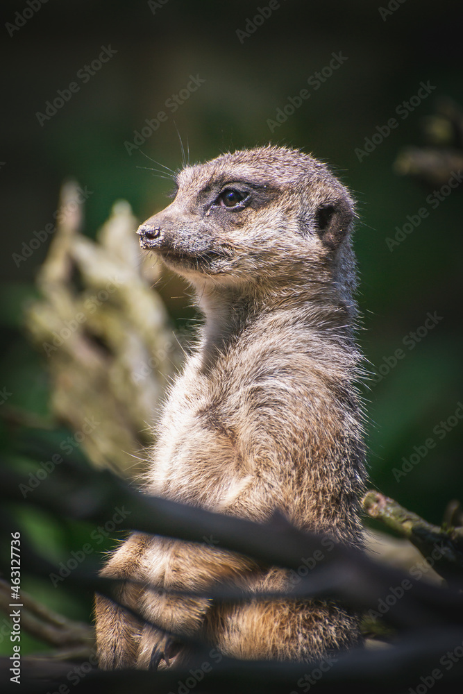 Fototapeta premium meerkat on guard