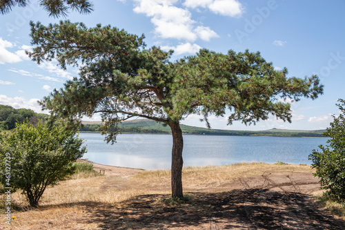 A lonely pine tree. Relict salt lake Tambukan. The place of extraction of therapeutic mud. Stavropol Territory, Russia