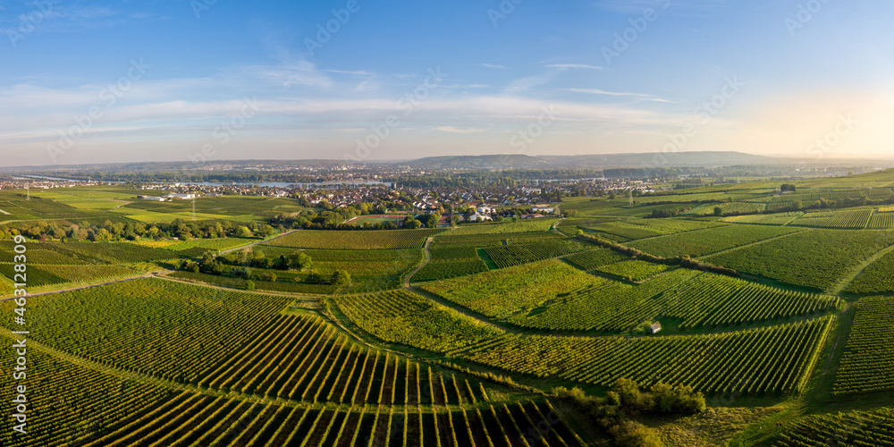 Luftaufnahme mit Drohne der Weinberge zwischen, Rüdesheim, Eltville und Ostrich Winkel im Rheingau, Hessen Deutschland
