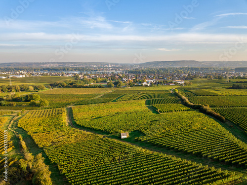 Luftaufnahme mit Drohne der Weinberge zwischen  R  desheim  Eltville und Ostrich Winkel im Rheingau  Hessen Deutschland