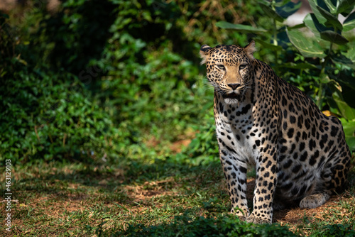 Beautiful adult leopard sitting near water lake in open and dense forest looking away during daytime under sunlight © chokniti