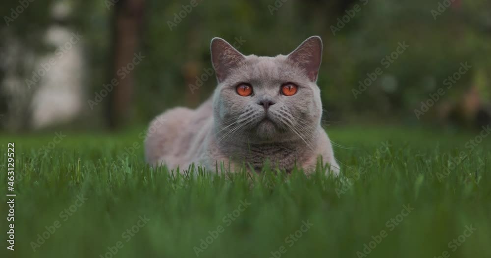 Cute Scottish cat in back yard garden. Beautiful Scottish cat outdoor Cute Scottish cat in back yard garden. Beautiful Scottish cat outdoor