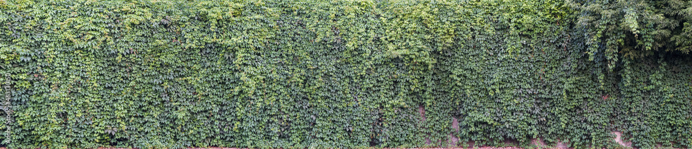 The natural texture of the wild grapes leaves, green wall covered with vine leaves banner. Wild grape green wall. Abstract nature background.