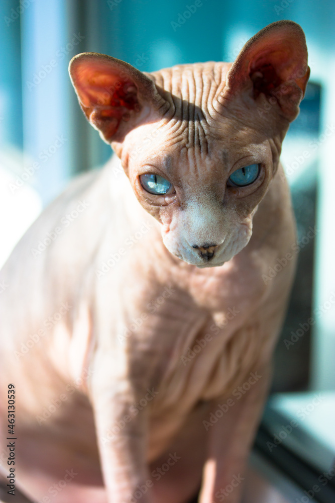 Beautiful gray blue-eyed bald Canadian Sphynx kitty white muzzle portrait on light blue background. Amazing cat in the interior. International Cat Day. A serious look into a camera. Lovely pet indoors