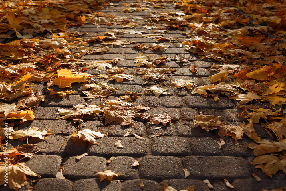 paving stones in the park in autumn yellow leaves. autumn background paving stones in the park in autumn yellow leaves. autumn background