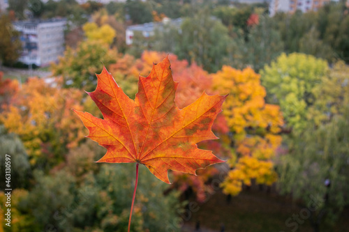 Red and yellow maple leaf against the background of the urban autumn landscape. Close-up.