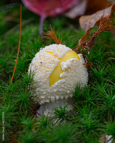 Amanita Muscaria var Guessowii 