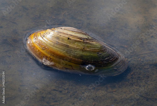 swan mussel Anodonta cygnea in a pond close up photo