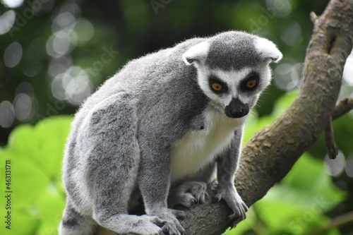 Close up of a Ring tailed lemur, at the Avifauna in The Netherlands.