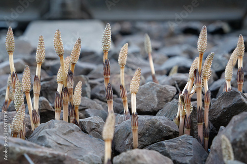 Equisetum arvense, the field horsetail or common horsetail