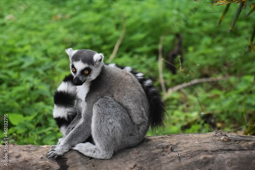 Ring tailed lemur sitting on a tree stump, at the Avifauna in The Netherlands.