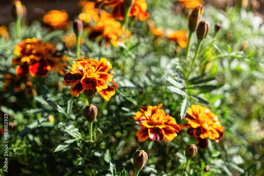 Yellow blooming summer marigold flowers Yellow blooming summer marigold flowers