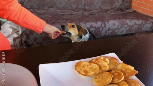 Master woman  sitting at table and and feeding pancakes mixed breed dog with  live eyes looking with intererest from  behind human