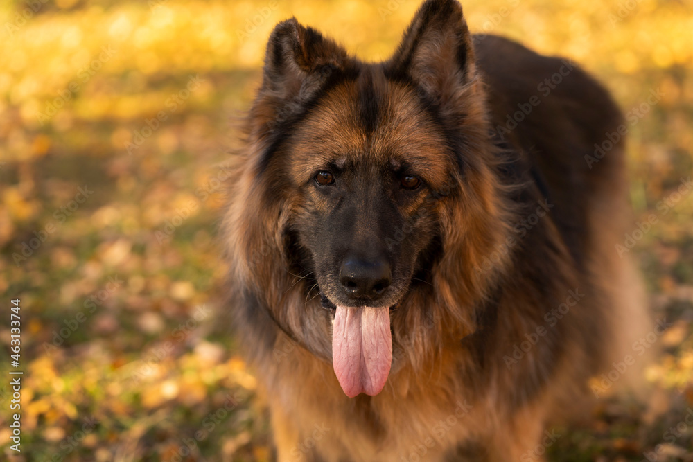 Portrait of a German shepherd on the background of an autumn forest Portrait of a German shepherd on the background of an autumn forest