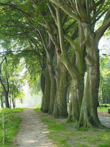 drzewa park