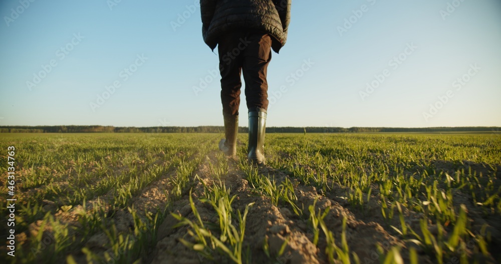 SLOW MOTION: Farmer walks through a young wheat green field. Bottom view of a man walking in rubber boots in a farmer's field, blue sky over horizon. Human walking on agriculture field - obrazy, fototapety, plakaty 