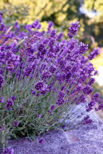 Fototapeta Naklejka Na Ścianę i Meble -  Lavender blossom on a sunny day in summer.