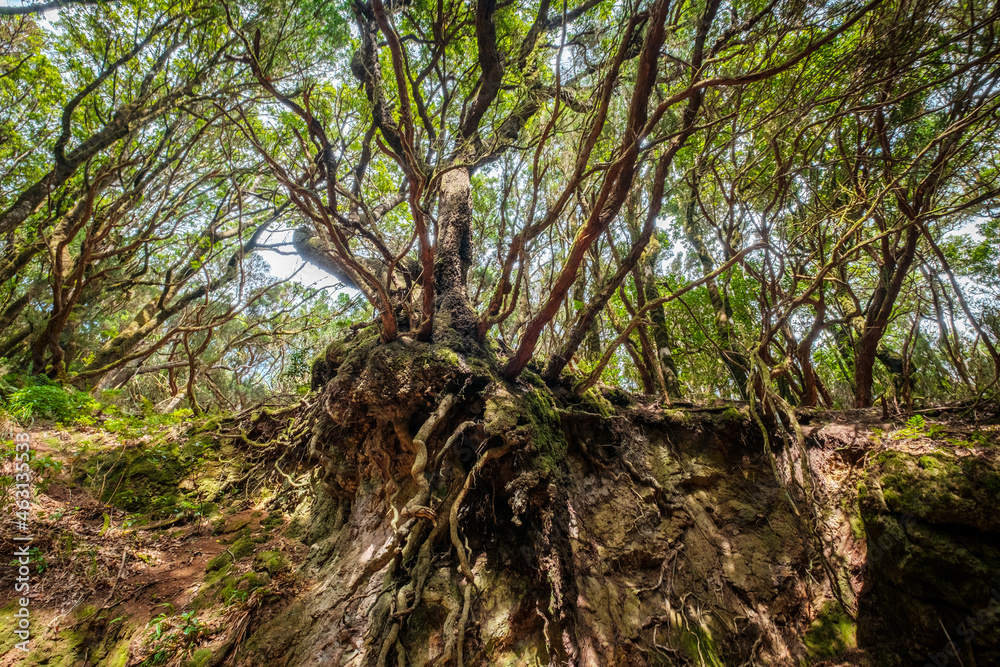 old tree roots, cross-section of forest landscape old tree roots, cross-section of forest landscape