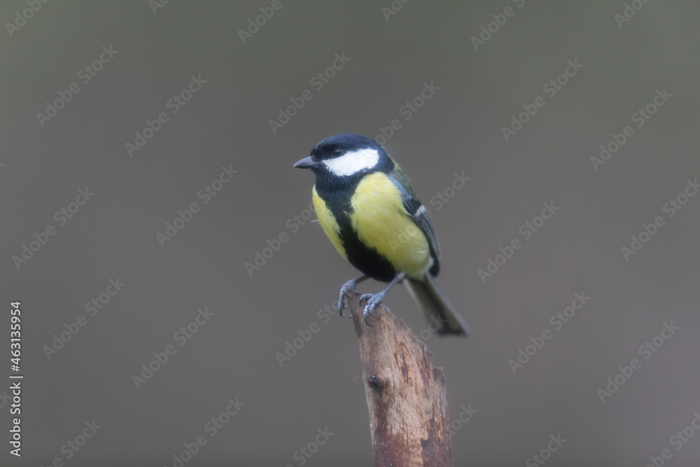 Fototapeta premium great Tit Parus major, a passerine bird, perched