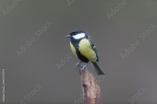 great Tit Parus major, a passerine bird, perched © denis