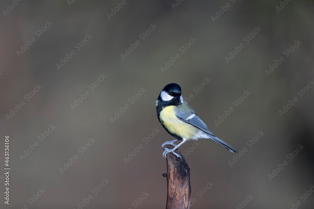 great Tit Parus major, a passerine bird, perched great Tit Parus major, a passerine bird, perched