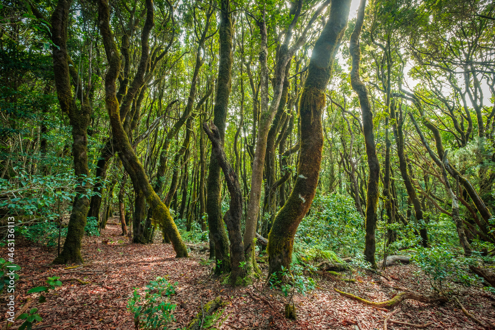 Inside forest, laurel tree landscape, Anaga Jungle Inside forest, laurel tree landscape, Anaga Jungle