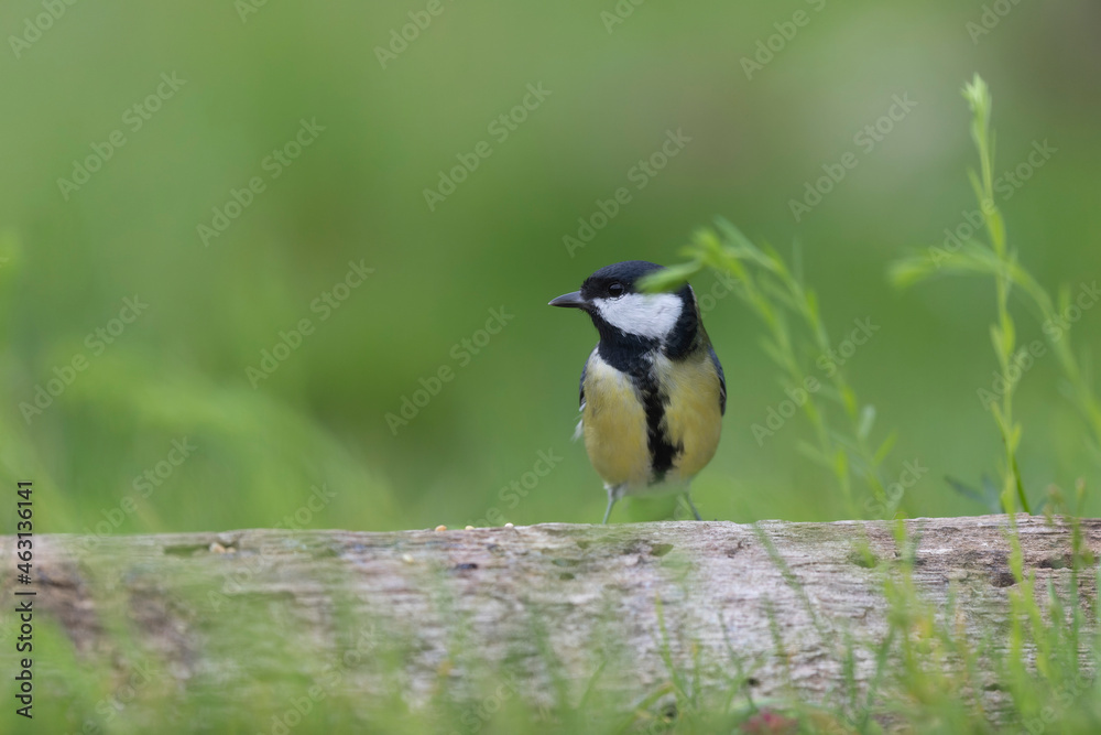 great Tit Parus major, a passerine bird, perched great Tit Parus major, a passerine bird, perched