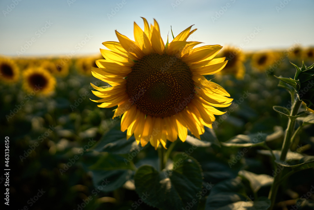 sunflower fields 