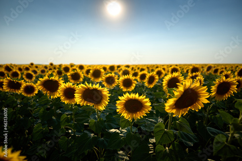 sunflower fields 