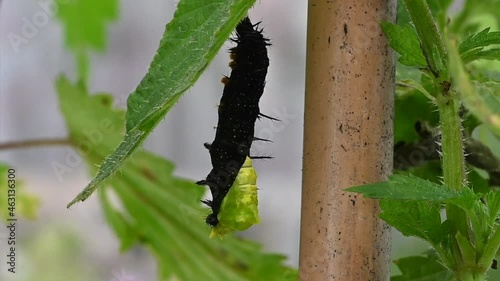 Peacock caterpillar shedding skin to show cocoon photo