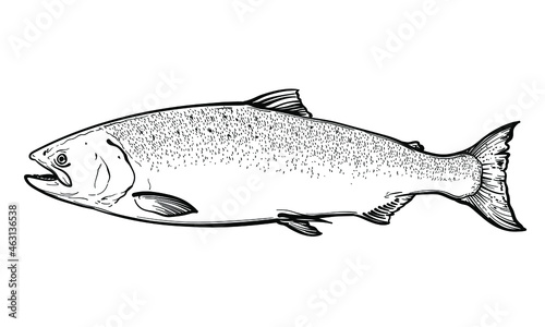 Hand-drawn Salmon. Black and white. Vector sketch of a salmon isolated on a white background.