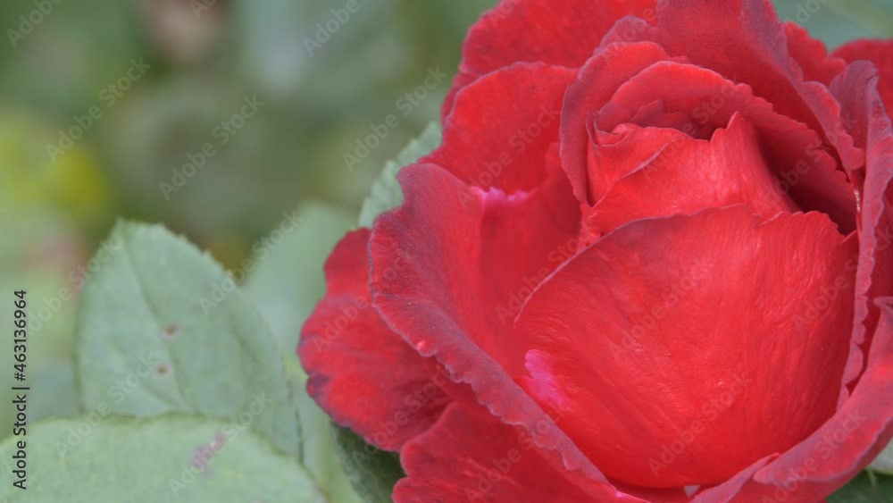 Camera moves along the bud of a red garden rose. Camera moves along the bud of a red garden rose.