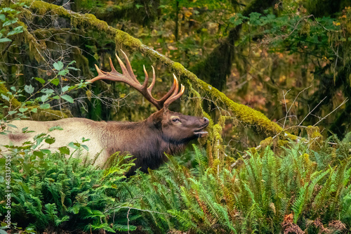 A Roosevelt Elk in the Olympic National Park photo