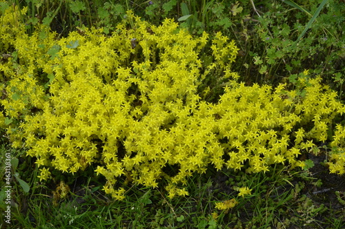 Goldmoss stonecrop flowers are blooming in bright yellow color on a rocky seashore photo