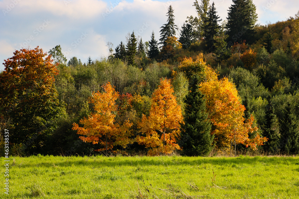 Different trees in autumn colors