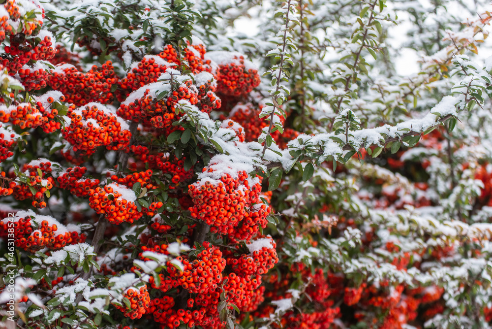 Red winterberry bush covered with snow, closeup