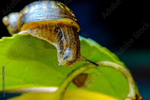 Macro Garden Snail Leaf