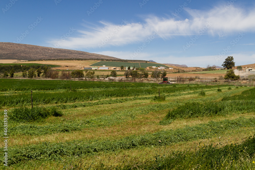 Filed of lucerne (alfalfa) being harvested in the Little Karoo, South Africa