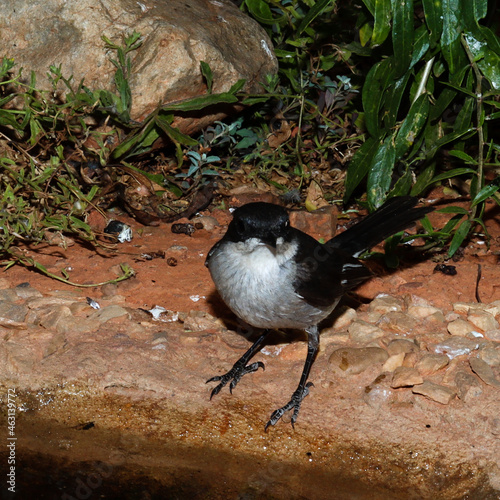 Gamkaberg Nature Reserve, Western Cape:, South Africa: Fiscal Flycatcher photo