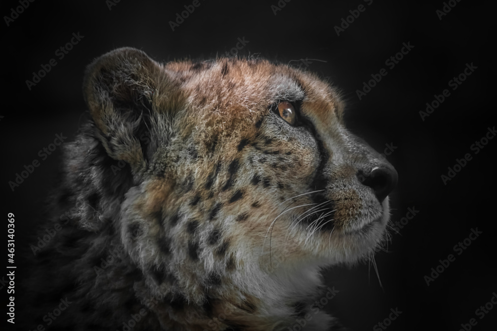 Fototapeta premium Gepard Porträt