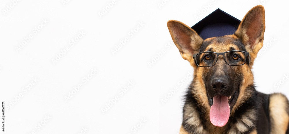 Graduate german shepherd dog in glasses on white with copy space