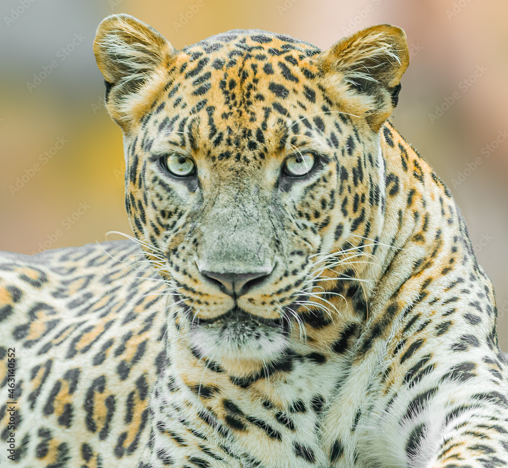Obraz premium Leopard looking into the camera