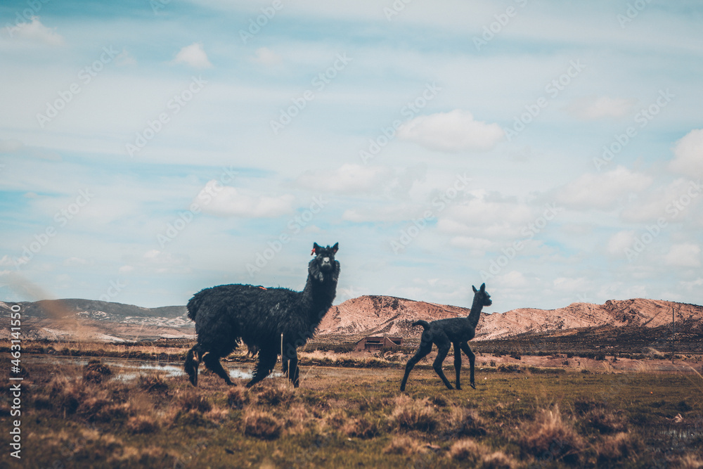 Fototapeta premium Llamas (camelidos) en los Andes de Bolivia - Altiplano