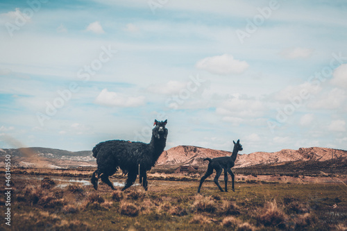 Llamas (camelidos) en los Andes de Bolivia - Altiplano © Gaxers 