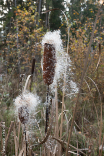 Close-up of the fruit of Typha angustifolia or narrow-leaved cattail. The cob of a ripe plant spreads its seeds in autumn. photo