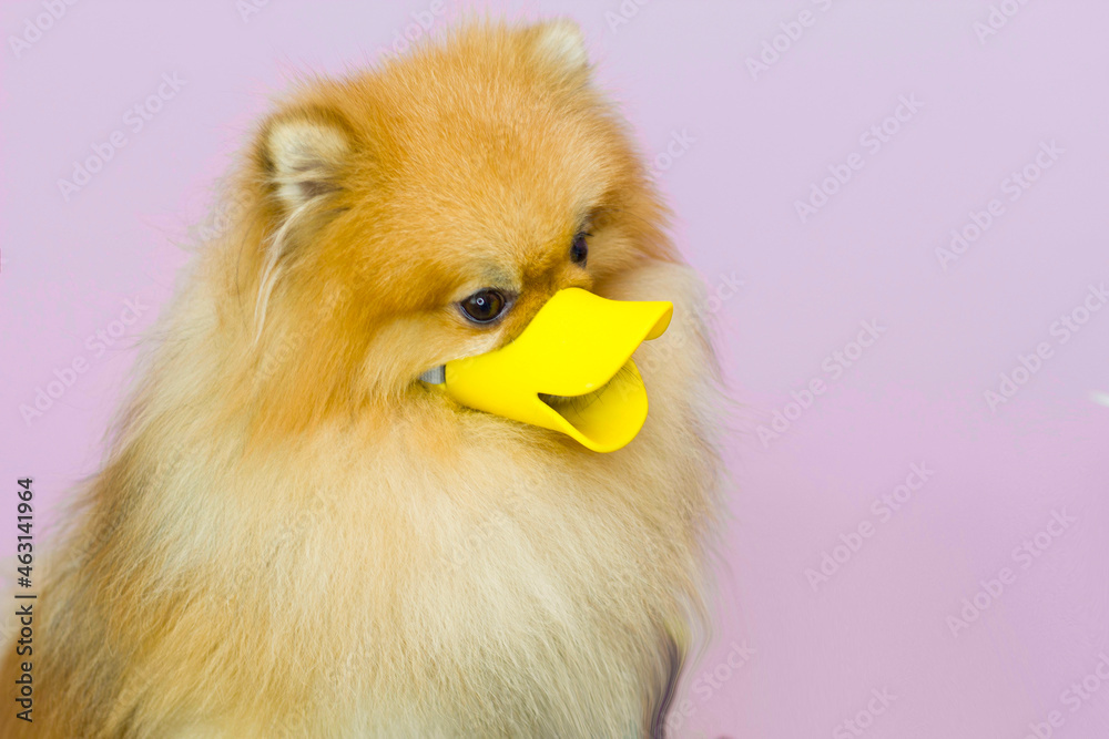 Cute little pomeranian in a yellow muzzle duck against bites. A mask for a  dog. Stock Photo | Adobe Stock