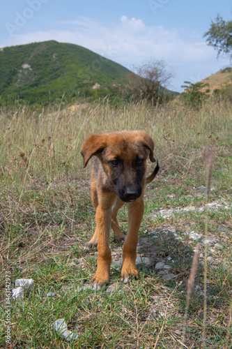 Fototapeta Naklejka Na Ścianę i Meble -  unkind dog runs on the steppe alone
