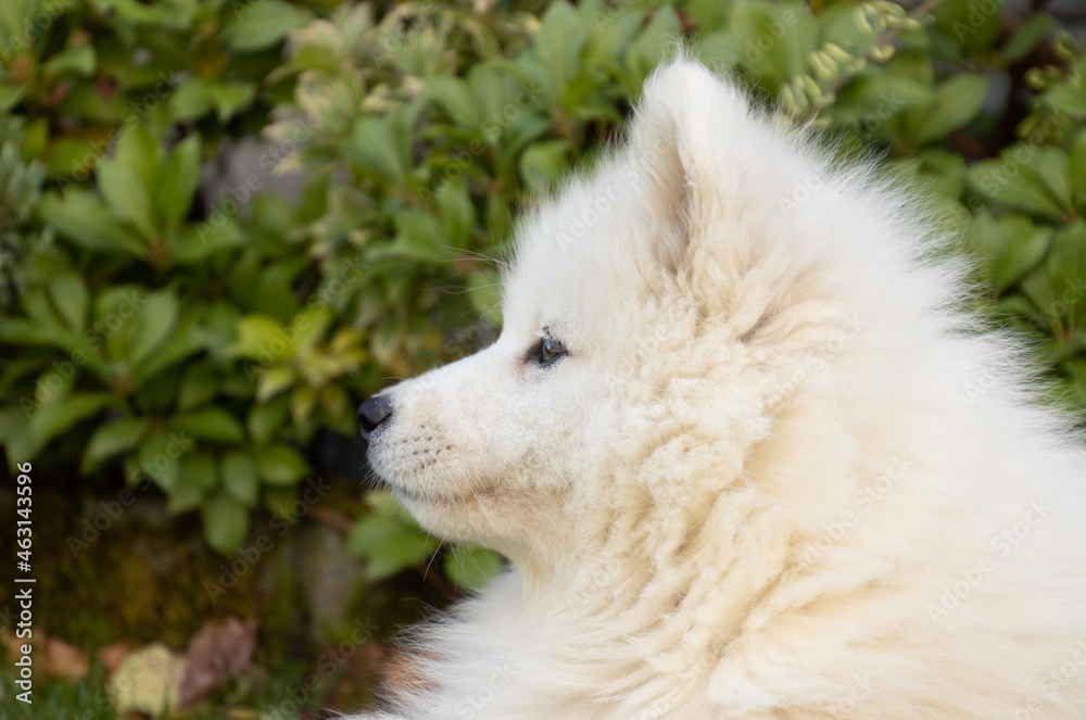 Portrait of a white samoyed dog in garden 